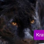 Krafttier Panther spirituelle Bedeutung Titelbild
