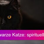 Schwarze Katze - spirituelle Bedeutung Titelbild