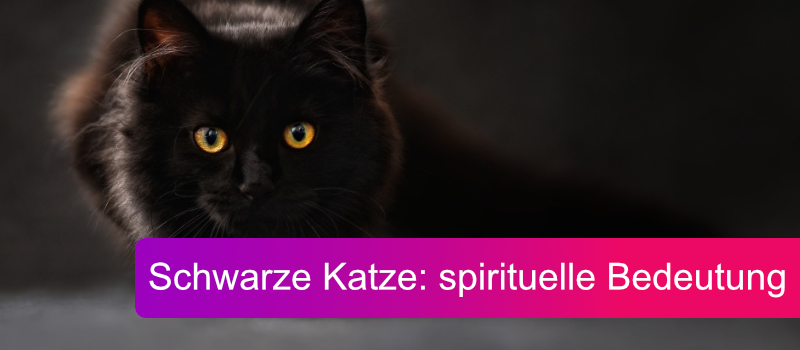 Schwarze Katze - spirituelle Bedeutung Titelbild