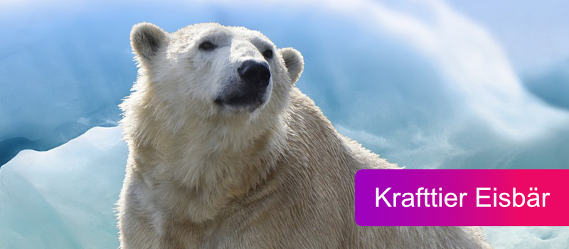 Krafttier Eisbär: spirituelle Bedeutung & Botschaft
