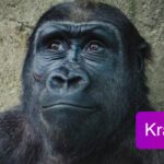 krafttier gorilla Titelbild