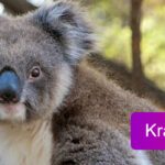 krafttier koala Titelbild